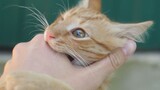 [Động vật]Bạn nên làm gì khi mèo của bạn cắn bạn?