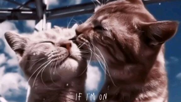 Fall In Love Alone
