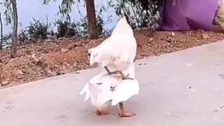 ไก่ขี่ไก่ ฮาทุกฉาก ขำไม่ไหว！#Funny