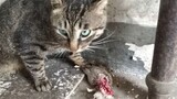 [Cats] The Dog Caught A Big Mouse For The Cat, See What It Did