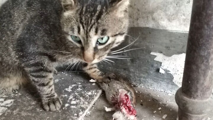 [DragonLi] Anjing Menangkap Seekor Tikus Besar Untuk Kucing