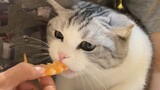 小猫咪为了吃一口能有多努力？