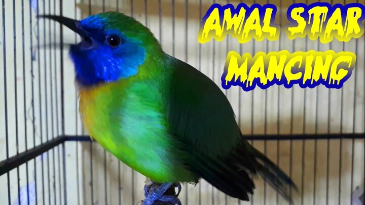 Pancingan Awal Buat Kinoi Gacor Jadikan Emosi Teriak Nyamber...!!!