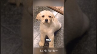 It Is a Dog like No Other#shorts