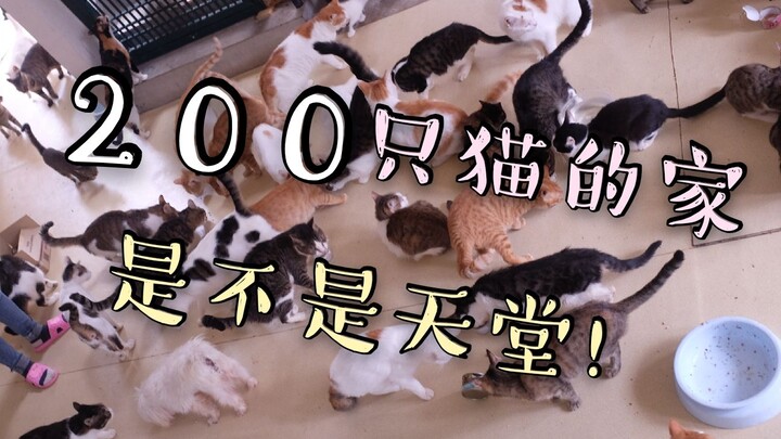 200只猫的家，带你云吸猫！内附部分萌猫找领养！