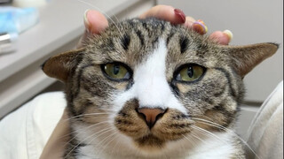 Mice are afraid of cats, that's a rumor