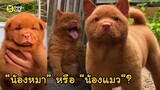 Cantonese Bear Dog น้องหมาหน้าเหมือนน้องแมว | Dog's Clip