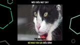 Mèo siêu mặt dày, bỏ nhà tán gái siêu đỉnh | LT Review