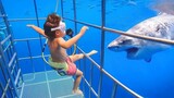 TRY NOT TO LAUGH CHALLENGE #1- Baby Shark Doo Doo