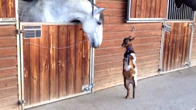 A Sweet Lamb Meets A Horse