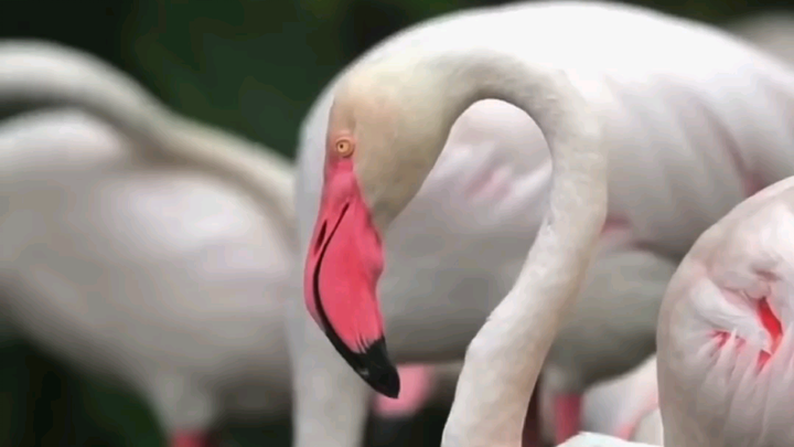 Flamingo, salah satu burung paling eksotis di alam liar