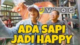 ADA SAPI JADI HAPPY || THERE ARE COW SO HAPPY || 有牛很高兴