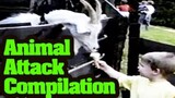 Funny Animals Videos : Funny Animal Attack Compilation 2013