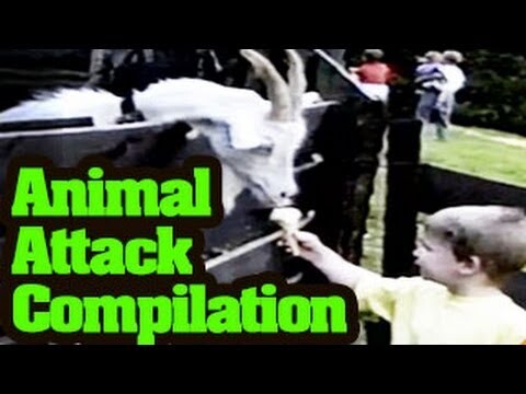 Funny Animals Videos : Funny Animal Attack Compilation 2013