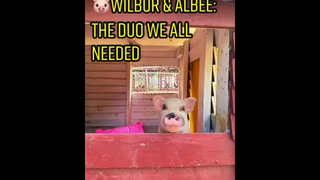 ตอนที่ 🐷Wilbur 😏 ได้รับการว่าจ้างให้ทำกิจวัตรตอนเช้า แต่เทรนเนอร์ของเขา 🐷Albee เกลียดการฝึกมือใหม่