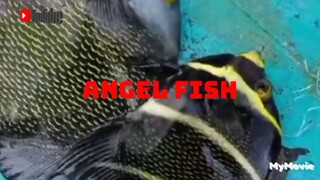 Angel Fish Ikan Laut yang Cantik