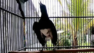 kacer isian lovebird,greja,ciplek hutan kacer lain dijamin langsung nyaut // dunia hewan