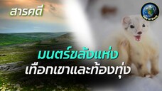 สารคดี เรื่องเล่าบนเขาสูง - มนตร์ขลังแห่งเทือกเขาและท้องทุ่ง