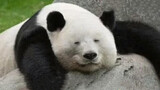 Suatu Hari, Semua Panda di Kota Akan Memandangi Saya!