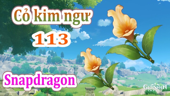 Vị trí 113 ( Cỏ kim ngư ) Genshin Impact | Hướng dẫn Farm nguyên liệu dễ dàng nhất