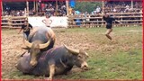 Tradition Carabao Fight. #11