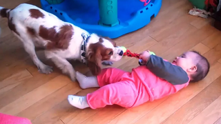 Baby and Dog Tug of War - ทารกและสุนัขตลกเล่นด้วยกัน