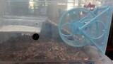 Dwarf Hamster Loves His Wheel