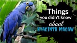 Things you didn't know about Hyacinth Macaw | Parrot | Tenrou21