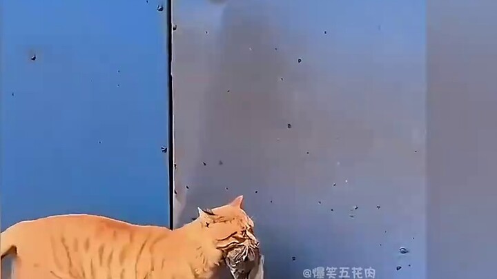 Those high-energy moments of cat catching mouse are indeed blood suppression#cat#cat catching mouse#