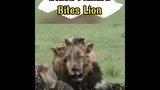 What happens when the Black Mamba bites the Lion?  #shorts
