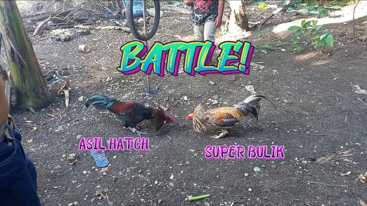 ASIL HATCH VS SUPER BULIK SPAR!     JRP GAMEYARD
