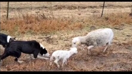 Brick and the Bear#Border Collie#cutepet#dog