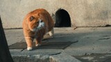 [Pets] Kitten In Forbidden City Sharpening Paws