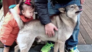 Anjing yang hidupnya direkam netizen itu bernama Saihu