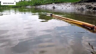 Lội Sông Bắn Cò _ Stork Hunting _ 13