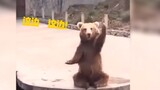 熊熊：“过来，这边 这边！”