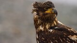 Eagle 🦅 Short Documentary