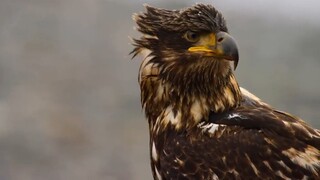 Eagle 🦅 Short Documentary