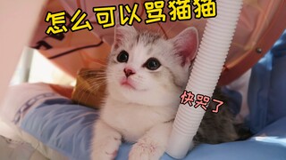 超委屈！小奶猫因翻垃圾桶，被主人骂，还被洗了...