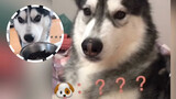 Pet | Confusing Dogs| Funny Acts