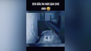 Sen đâu ra mở cửa cho anh 😅thucung animals foryou fyp pet yeudongvat