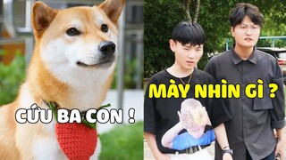 Shiba Tiểu Kỳ | "Soái Ca" TIỂU KỲ Ra Tay, Cứu Sống Ba Ngoại Mục 😎 Gâu Đần Official