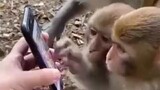 Monyet aj pinter