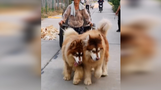 [Satwa] [Dog Person] Tante: Alaskan Malamute bukankah penarik kereta?