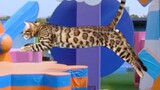 Take the leopard cat to participate in bilibili Rush Forward! Passed the level! ?