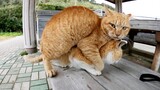 [Mèo cưng] Đôi mèo quấn quít chơi trên ghế băng