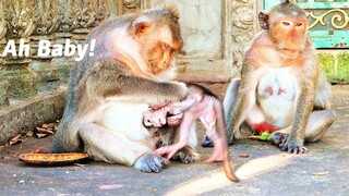 Pity For Tiny Baby Monkey Bean Who Is Pulled Strongly By Mother Barry And Mother Mekala