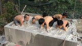 Cuộc Chiến Bắt Lươn Trong Bể Bơi Bùn Giữa Anh Em Tam Mao Và Đám Trẻ Trâu Xóm - Giải Thưởng 5 Triệu $