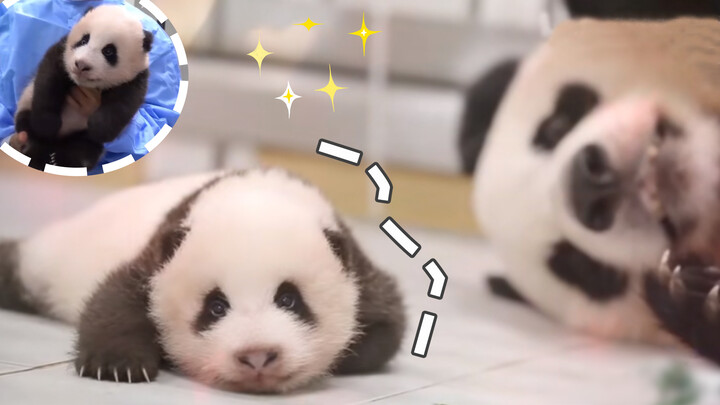 Fans: Bayi panda adalah musuh bayi manusia, imutnya keterlaluan~
