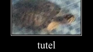 tutel